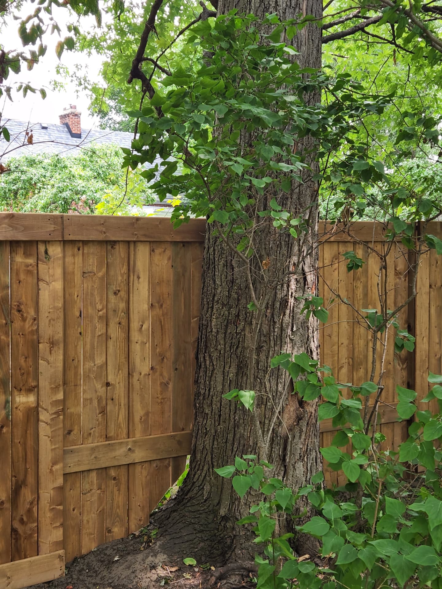 Custom cedar privacy fence carefully built around a mature backyard tree