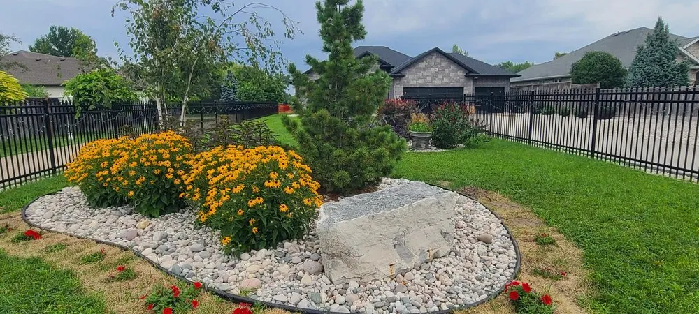 River stone garden bed with black-eyed susans, a pine and a limestone feature block